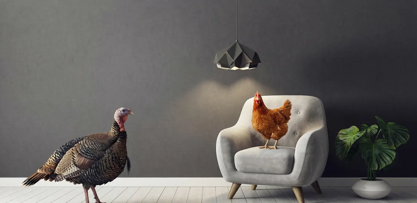 Une dinde dans un intérieur élégant